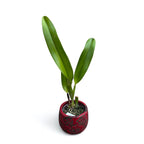 Cattleya dowiana * fragrant