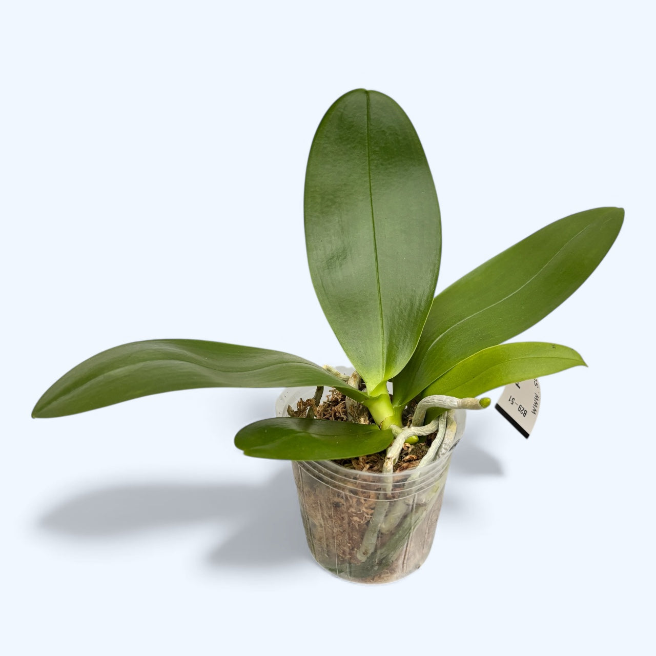 Phalaenopsis Yaphon Black Rose