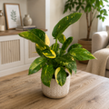 Philodendron Green Congo Variegata XL