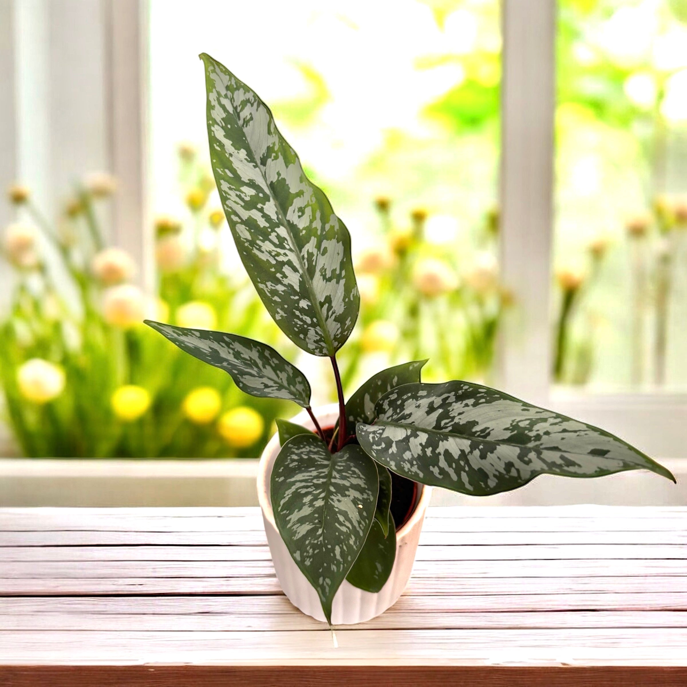 Apoballis acuminatissima (babyplant)