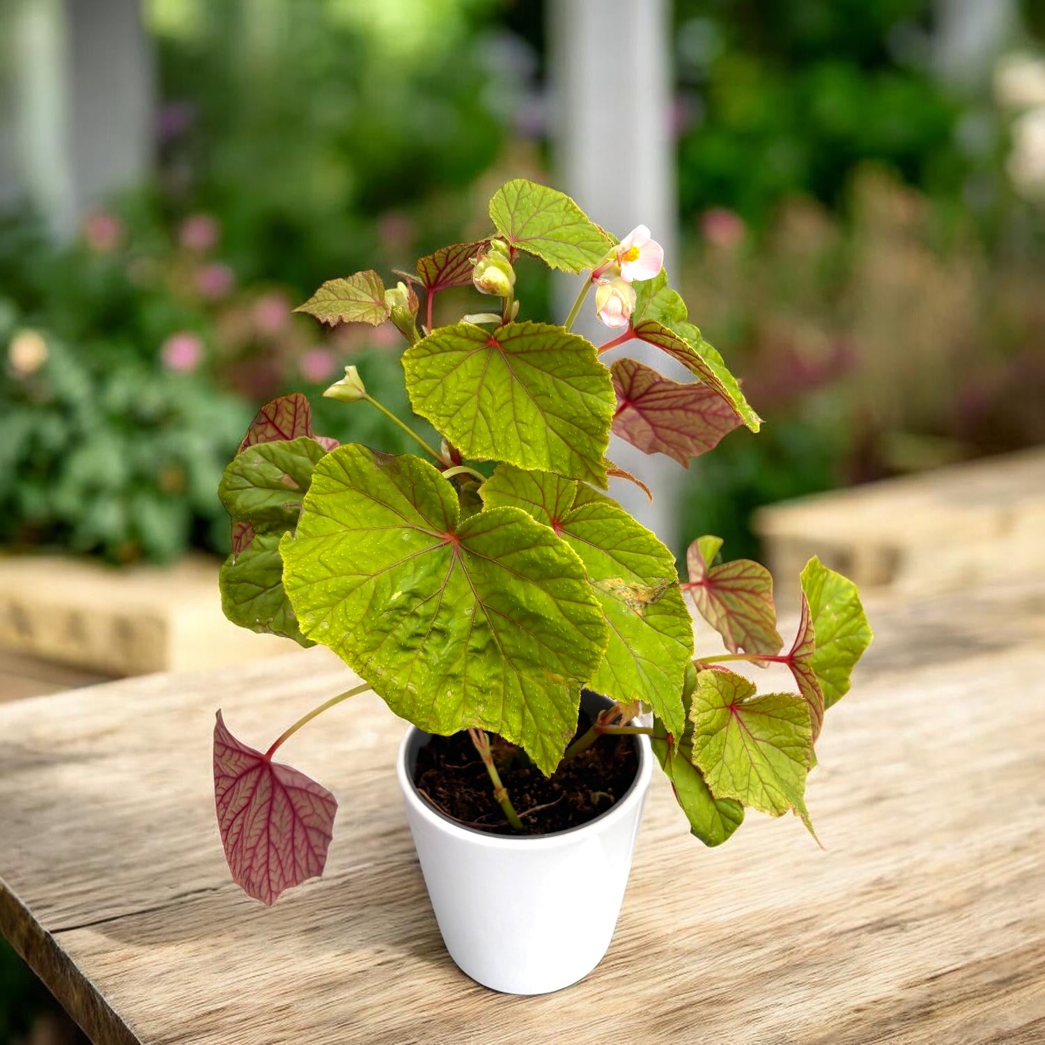 Begonia grandis - begonie perena de gradina, rezistenta la ger