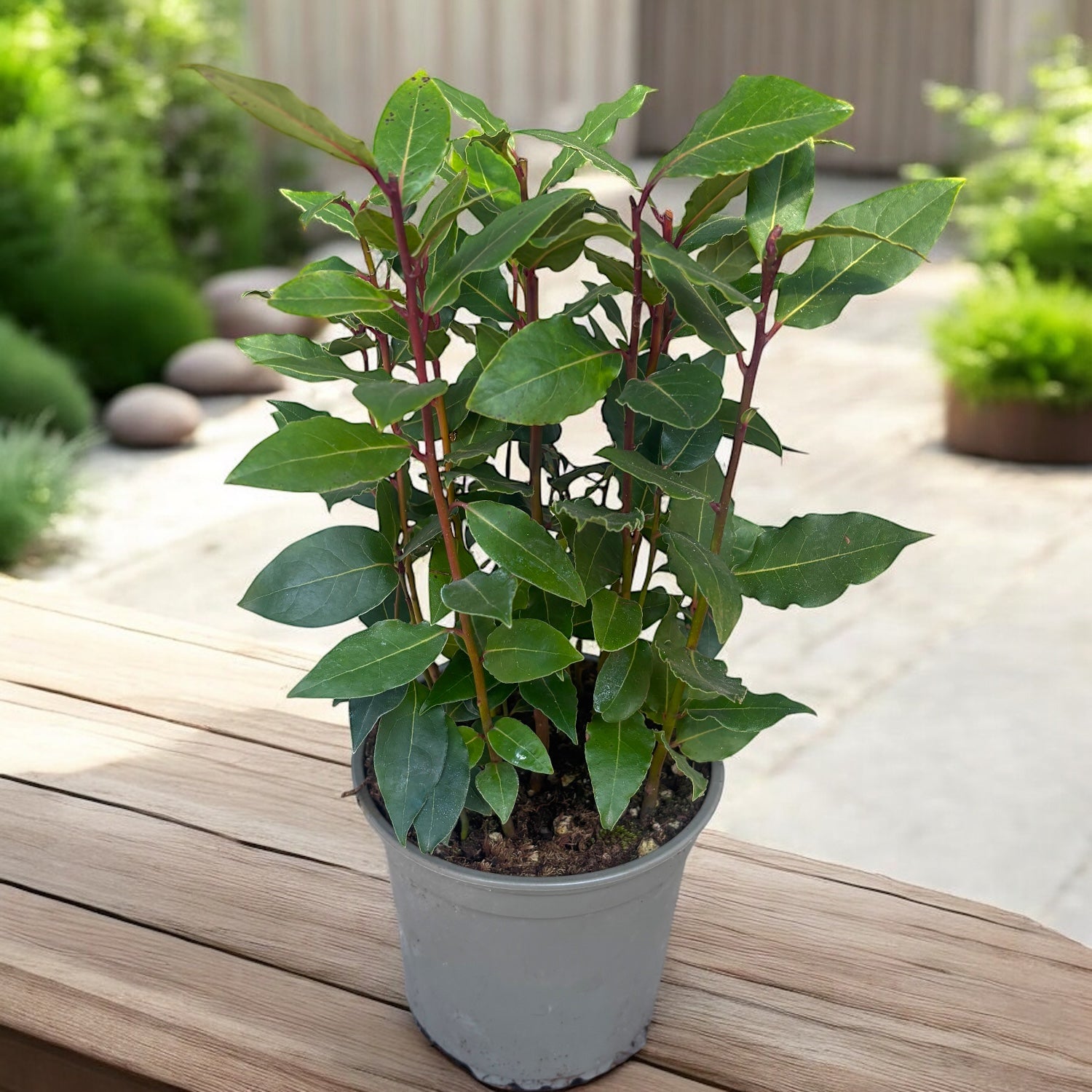 Alloro commestibile in vaso D14