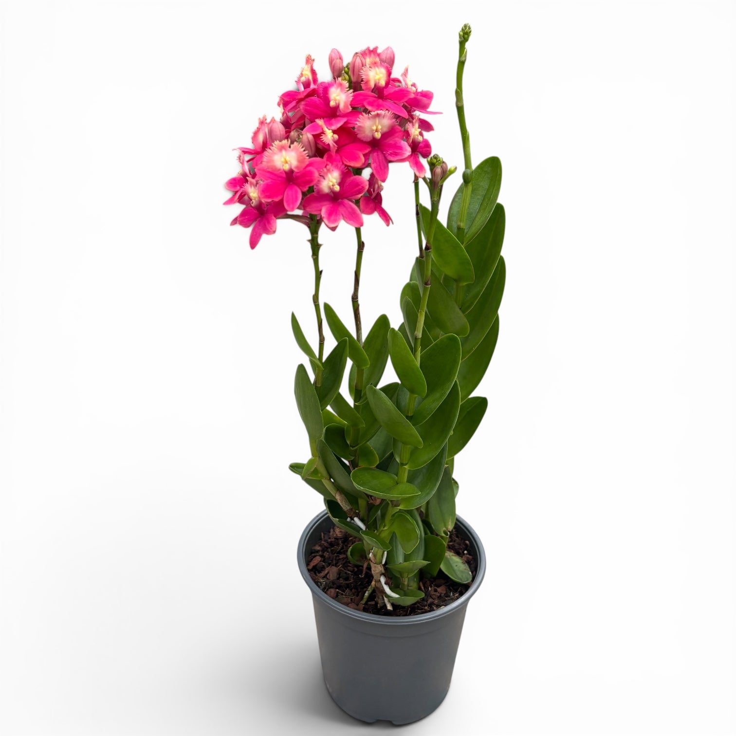 Epidendrum radicans ‘Pink Coral’ XL