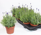 Lavandula angustifolia Cleo-Patio® Blue - Kompaktná levanduľa s modrofialovými kvetmi, ideálna do kvetináčov a voňavých záhonov