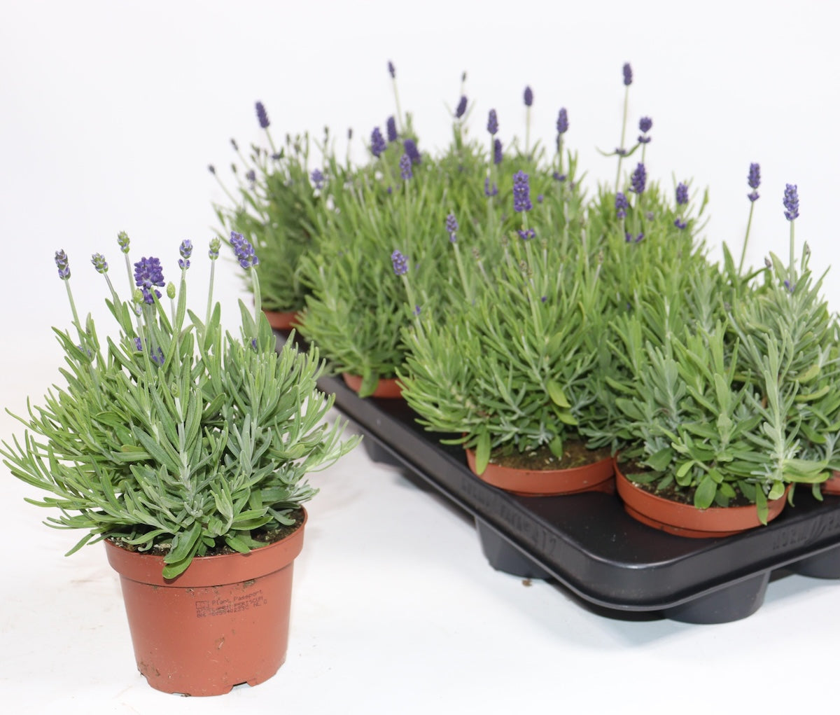 Lavandula angustifolia Cleo-Patio® Blue - Lavanda compacta cu flori albastru-violet, perfecta pentru ghivece si borduri parfumate
