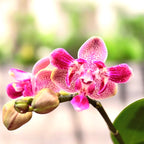 Phalaenopsis Caribbean Sunset × minus (pelorikus) - illatos virágok
