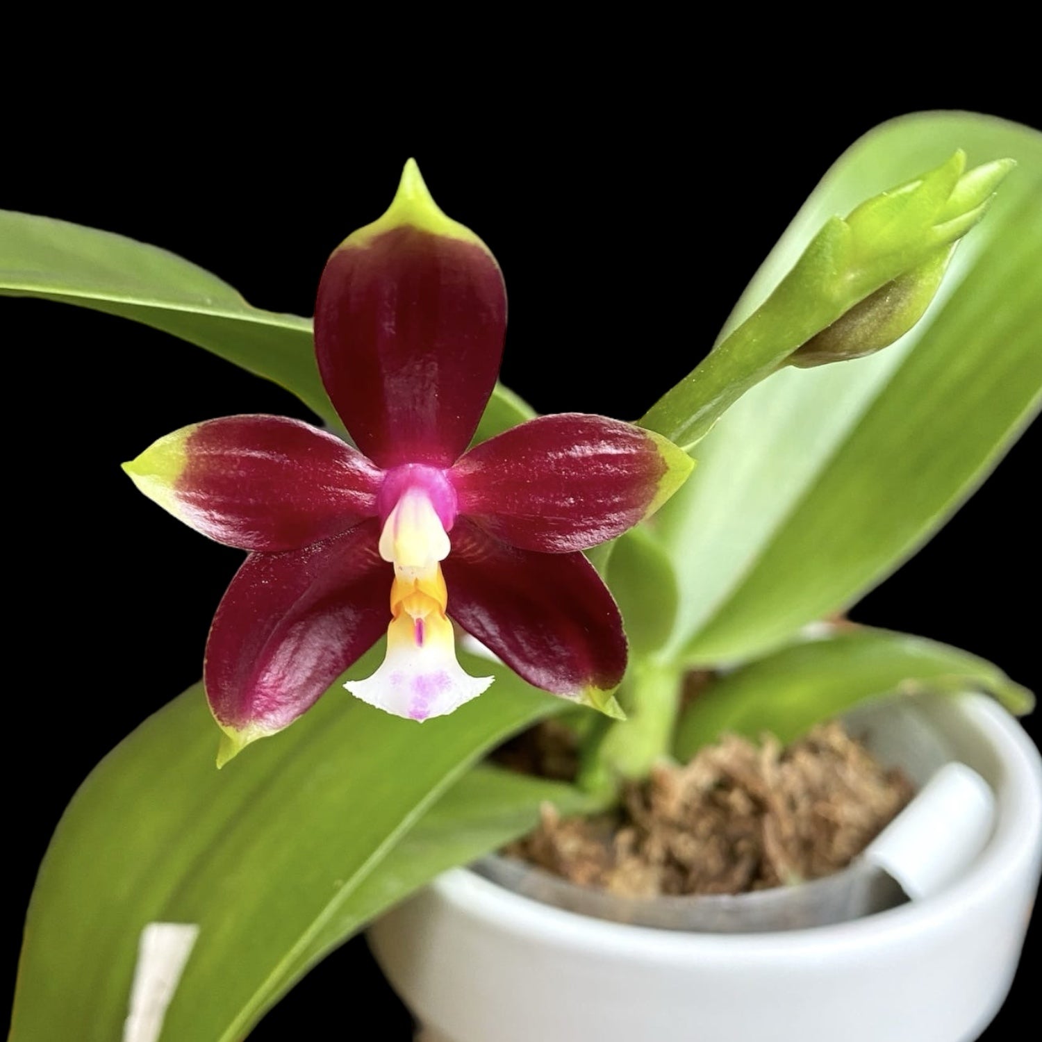 Phalaenopsis (KS Happy Eagle × cornu-cervi) '628' duftend