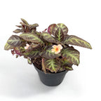 Episcia Pink Panther