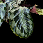 Calathea dressleri 'Helen Kennedy' - okazy XL