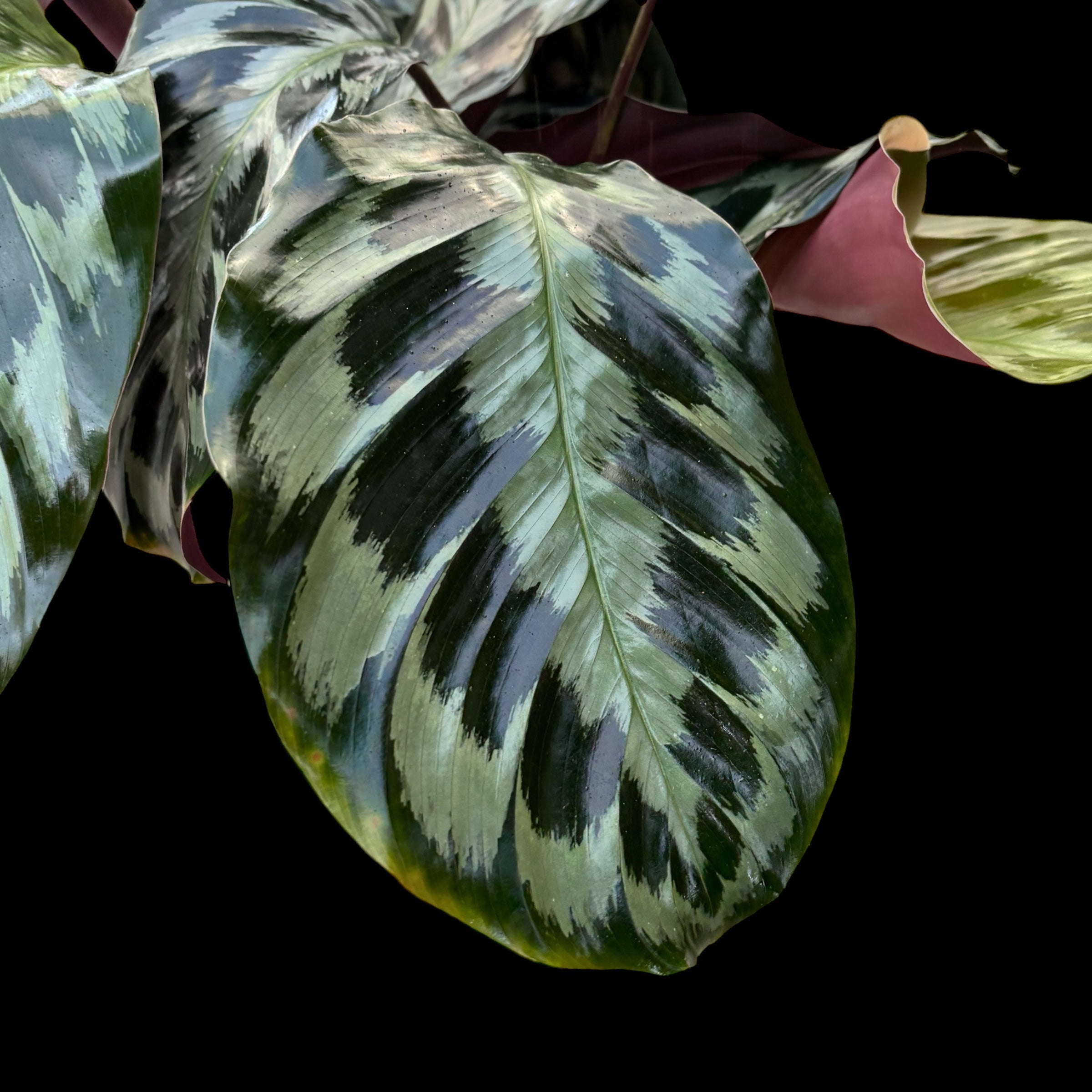 Calathea dressleri 'Helen Kennedy' - exemplare XL