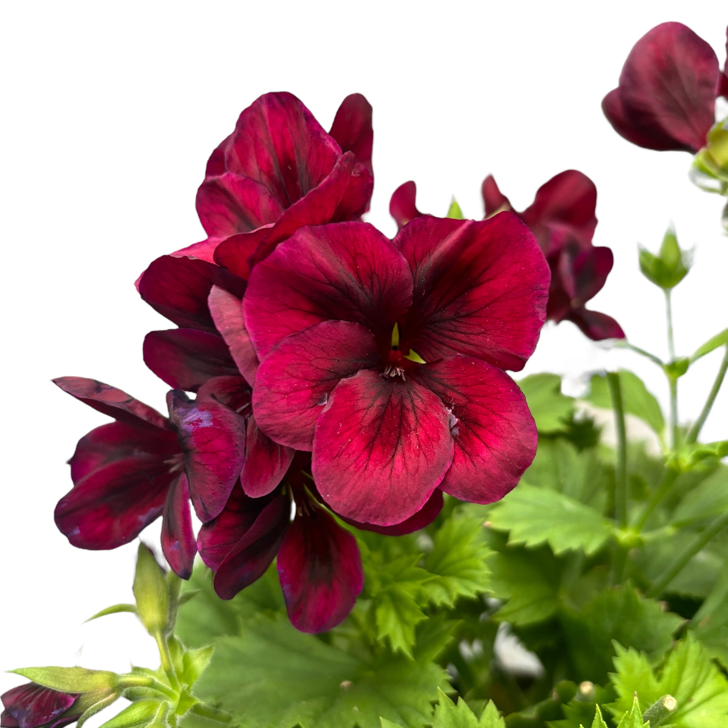 Pelargonium Grandiflorum 'Regalia Chocolate' (muscate englezesti)