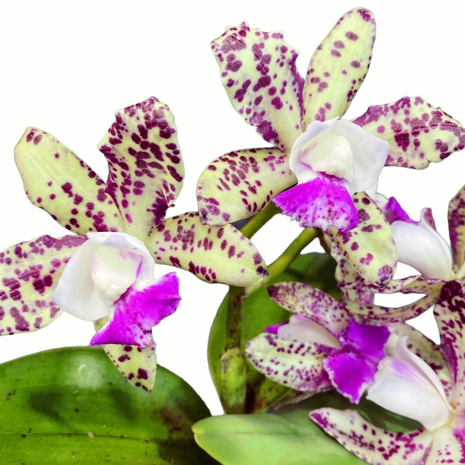 Cattleya Green Emerald (intensiv duftende Blüten)