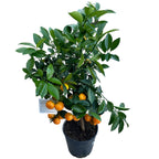 Citrus microcarpa - Calamondin (Calamasi) auf Stamm H70 cm