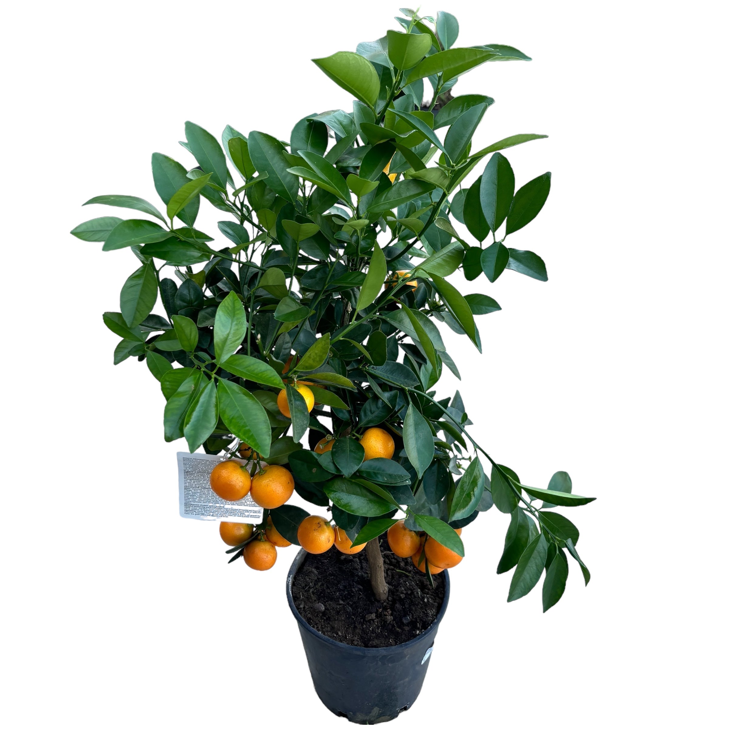 Citrus microcarpa - Calamondin (Calamasi) pe picior H70 cm