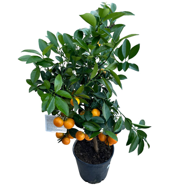 Citrus microcarpa - Calamondin (Calamasi) auf Bein H70 cm