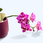 Phalaenopsis Lianher Happy Go (pelorisch)