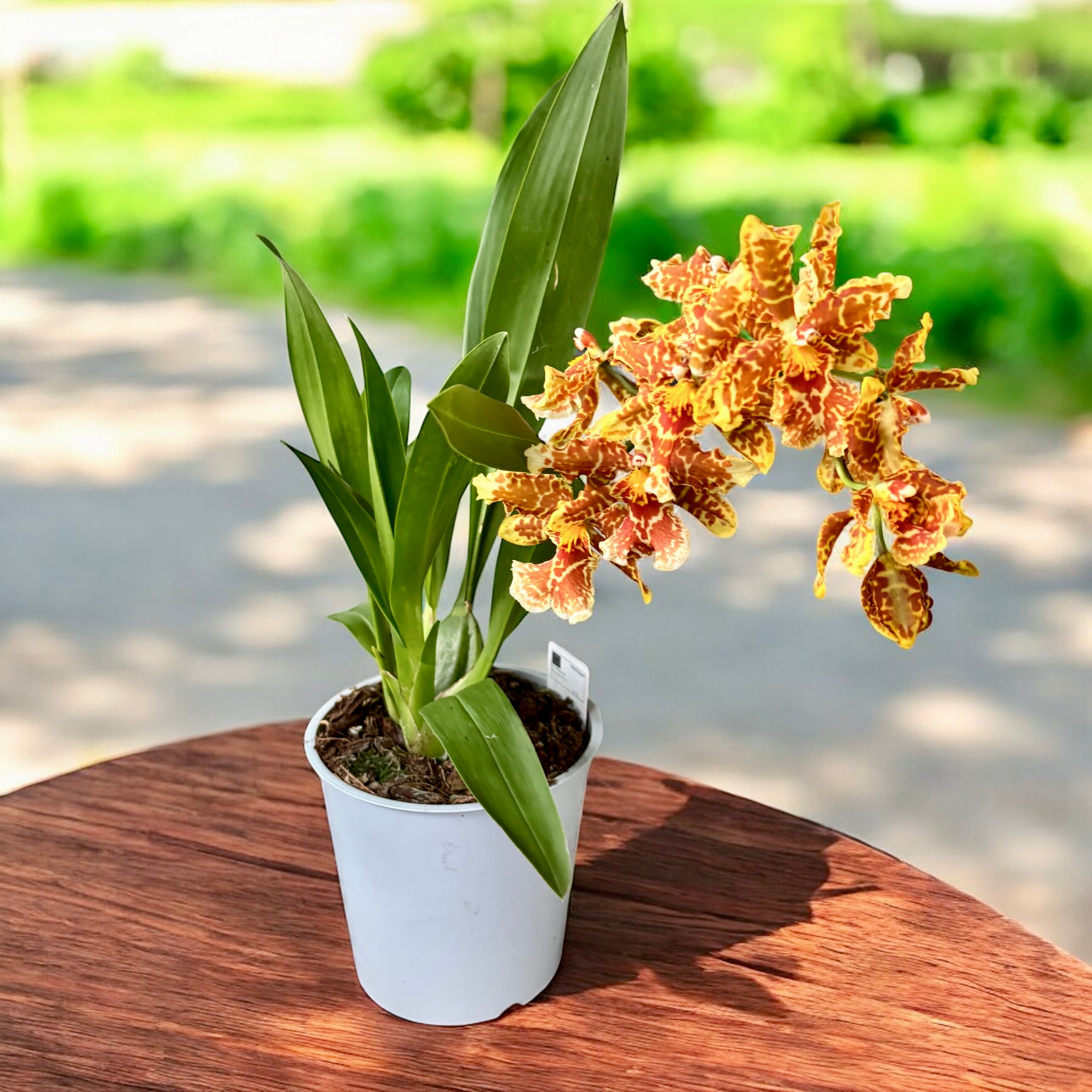 Odontocidium Golden Mirth ‘Filini’s Gold Dust’ - parfumat
