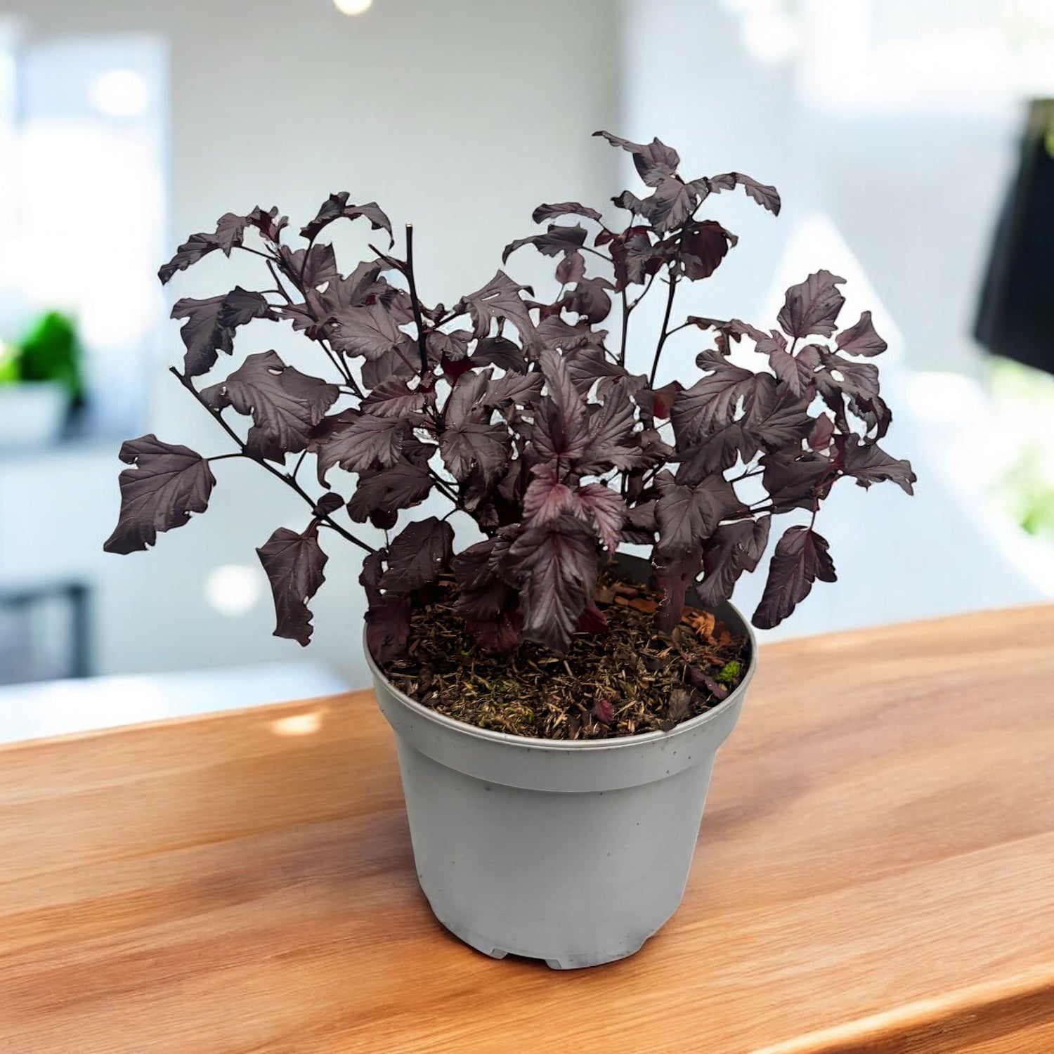 Physocarpus opulifolius ‘All Black’ – arbust decorativ cu frunzis negru intens
