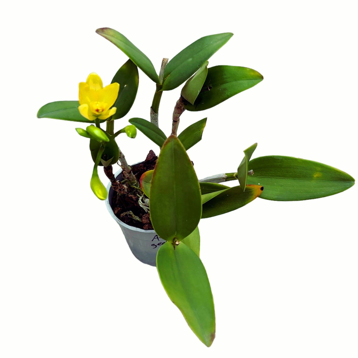 Cattleya galbena #09