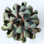 Mangave ‘Praying Hands’ - suculenta rara cu aspect architectural