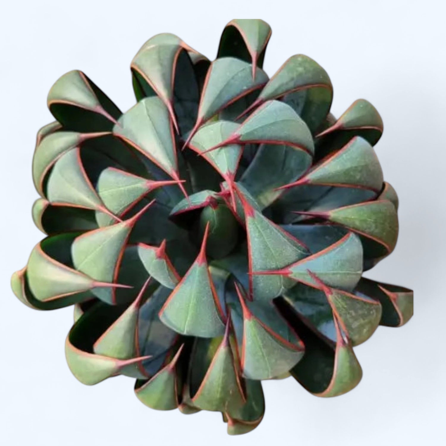 Mangave ‘Praying Hands’ - suculenta rara cu aspect architectural