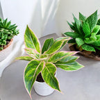 Aglaonema Siam Aurora Rosa D12