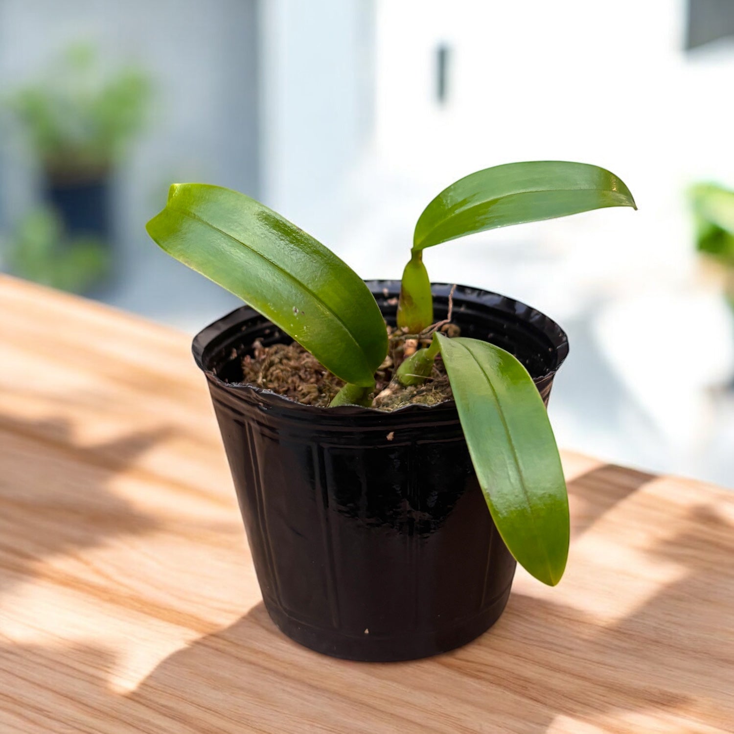 Bulbophyllum glebulosum