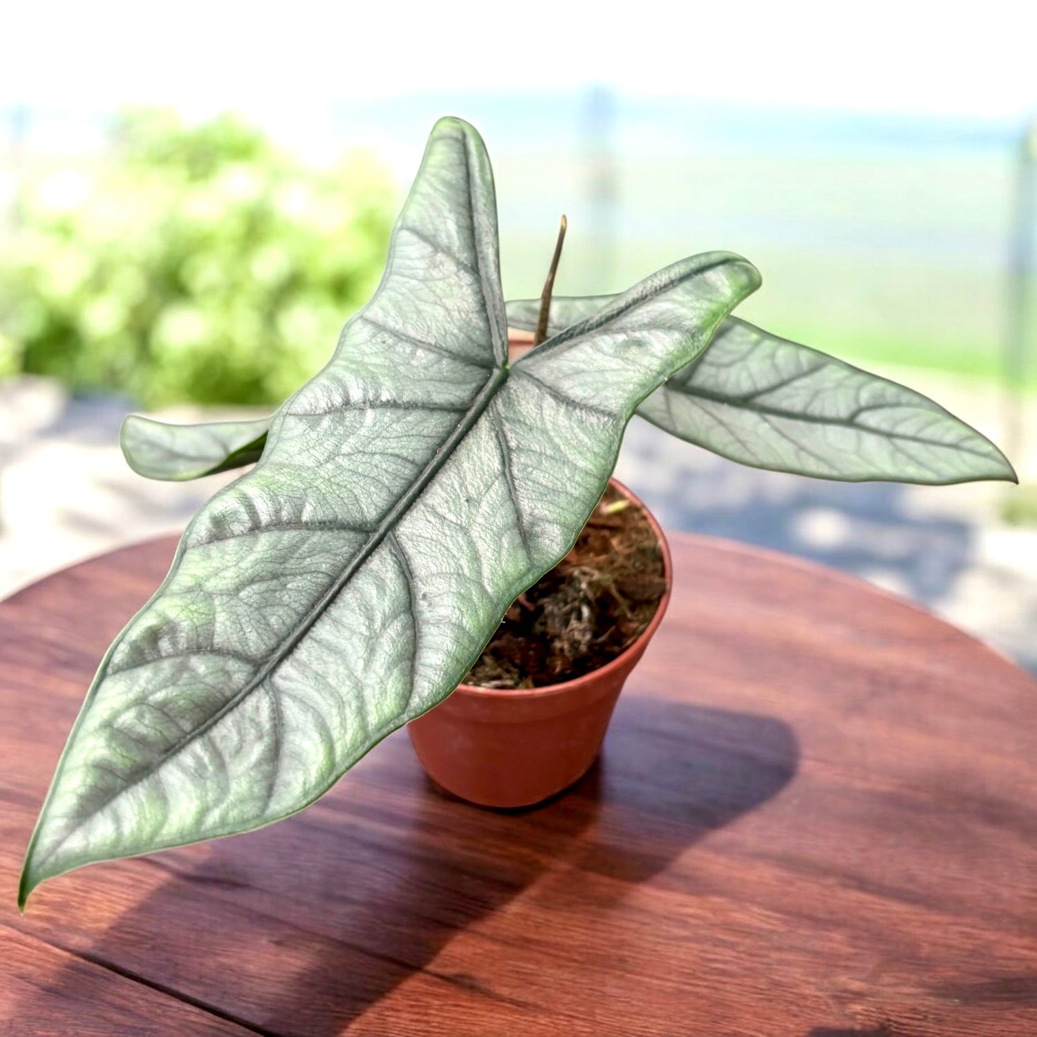 Alocasia heterophylla 'Corazon'