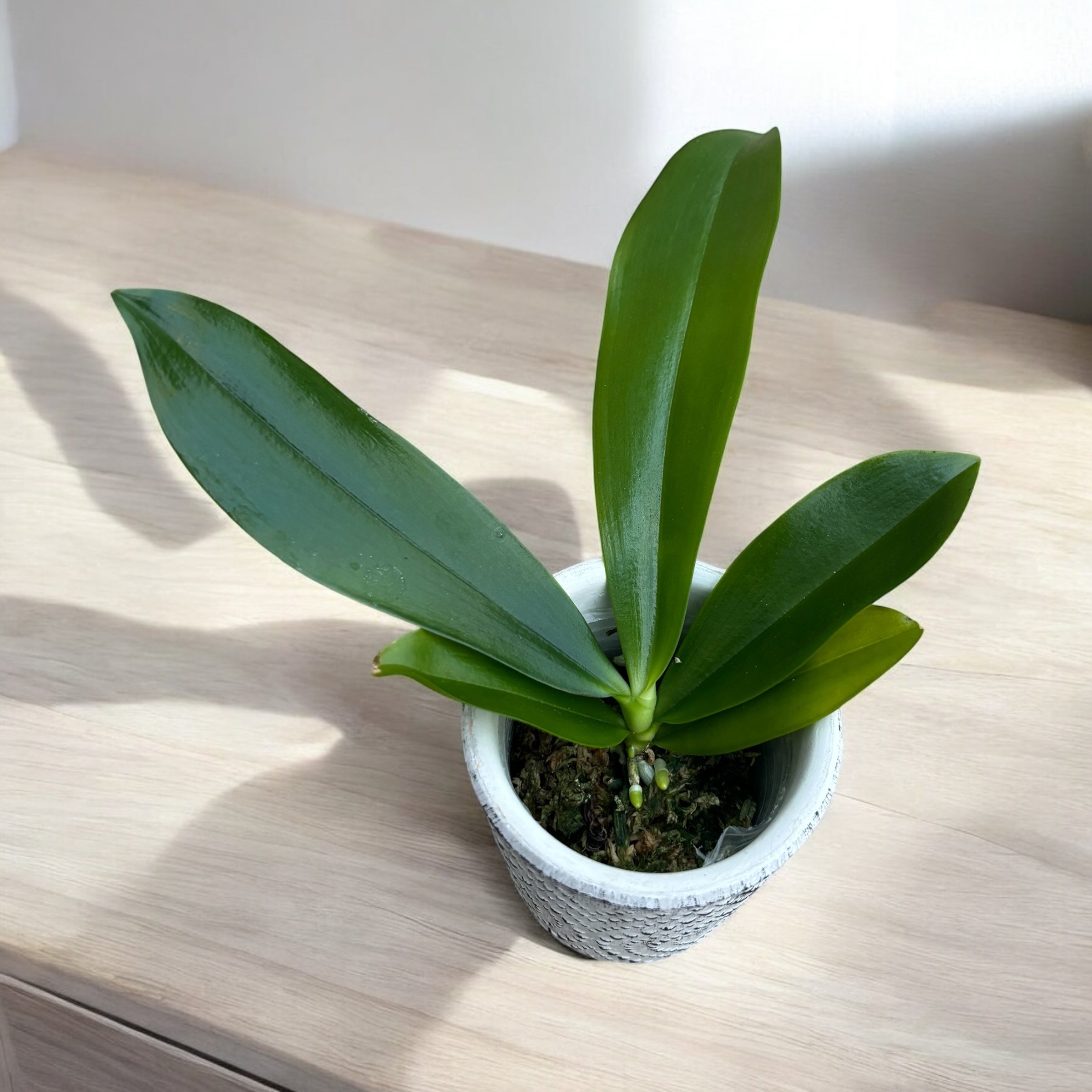 Phalaenopsis tetraspis 'Mr. Huang'