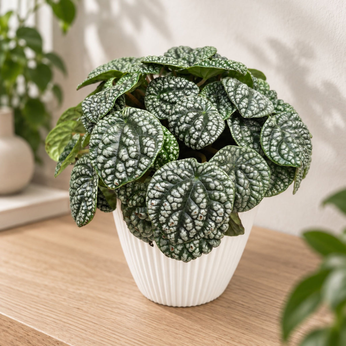 Peperomia caperata 'Burbella' - Peperómia so striebristými, výrazne textúrovanými listami