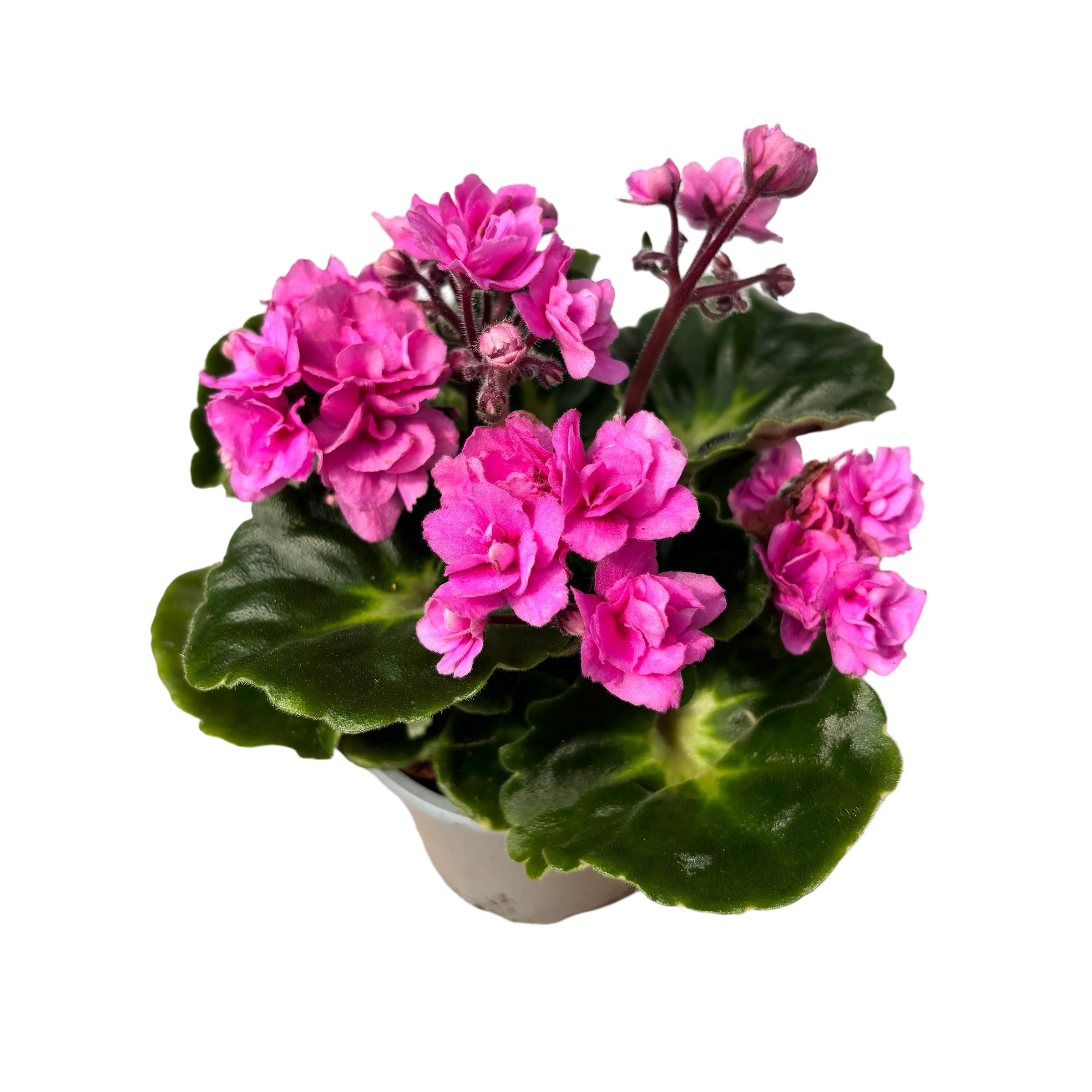 Saintpaulia Rococo Ballet - Violete de Parma