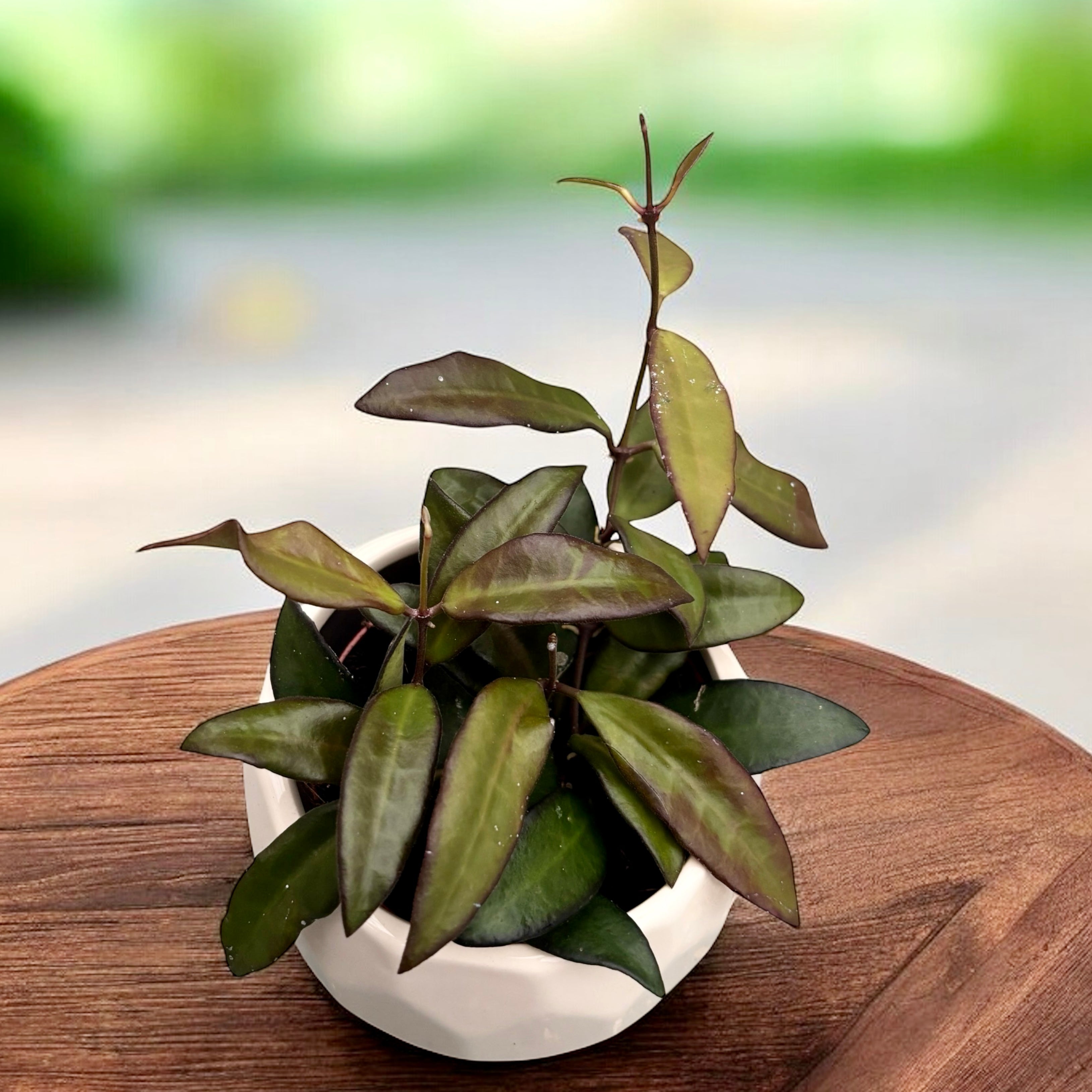 Hoya 'Rosita' (H. Wayetii x H. Tsangi) - D9 - 3+ plante/ghiveci