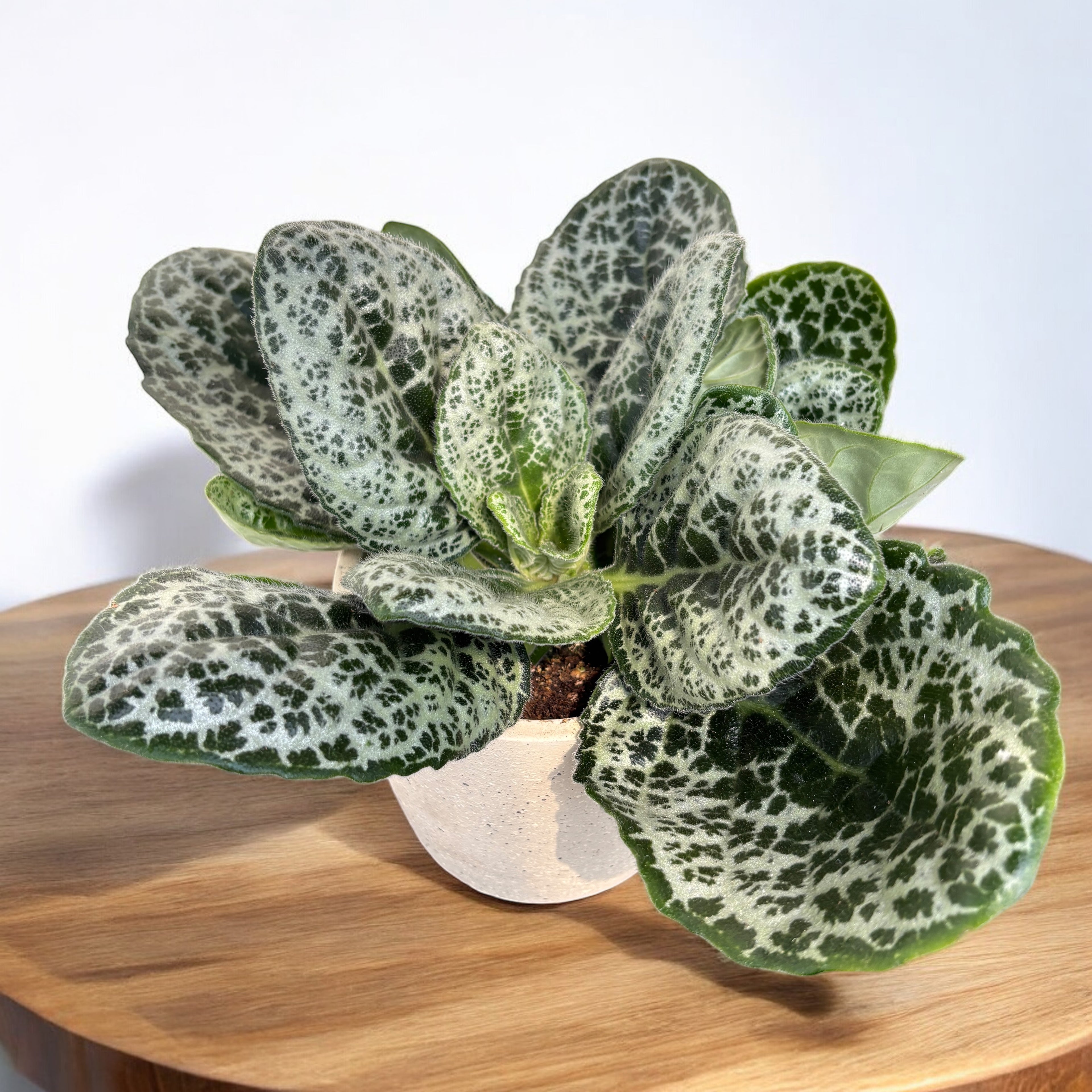 Streptocarpus Pretty Turtle - Pianta da interno con fiori viola | Vivai le Georgiche Streptocarpus Pretty Turtle - Pianta da interno con fiori viola | Vivai le Georgiche