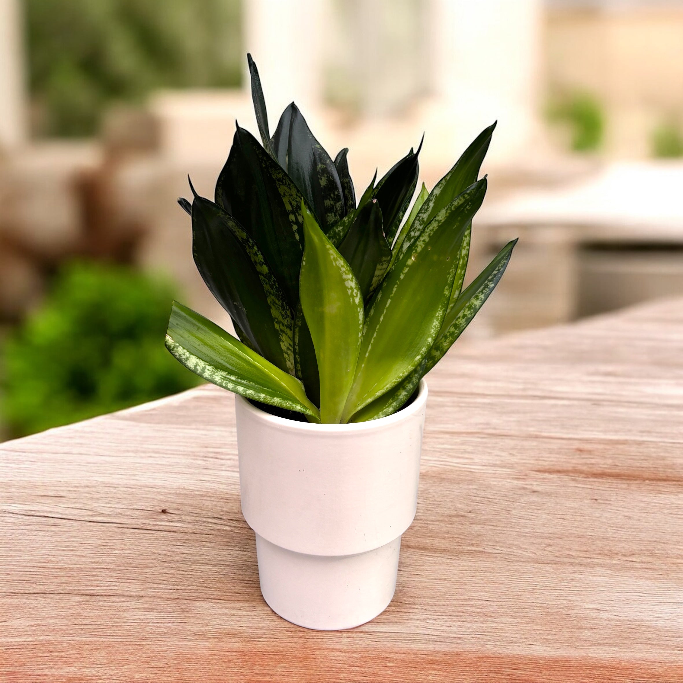 Sansevieria Silver Flame (Whitney)