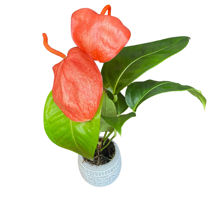 Anthurium Scherzerianum Christine Red