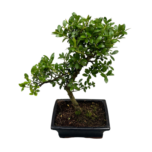 Bonsai Ilex (S-Form)