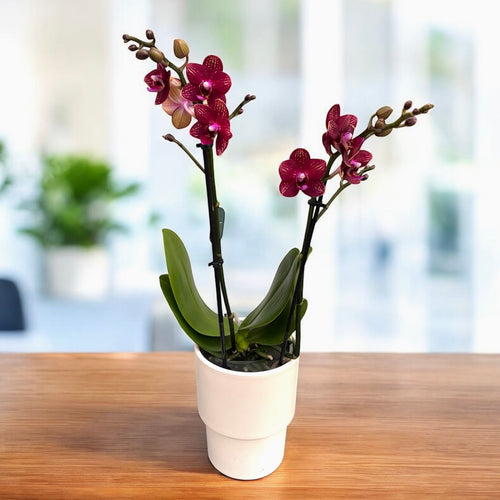 Phalaenopsis Reyoung Miley - duftende Blumen