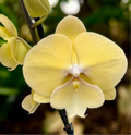 Phalaenopsis Limoncello big lip