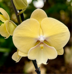 Phalaenopsis Limoncello big lip