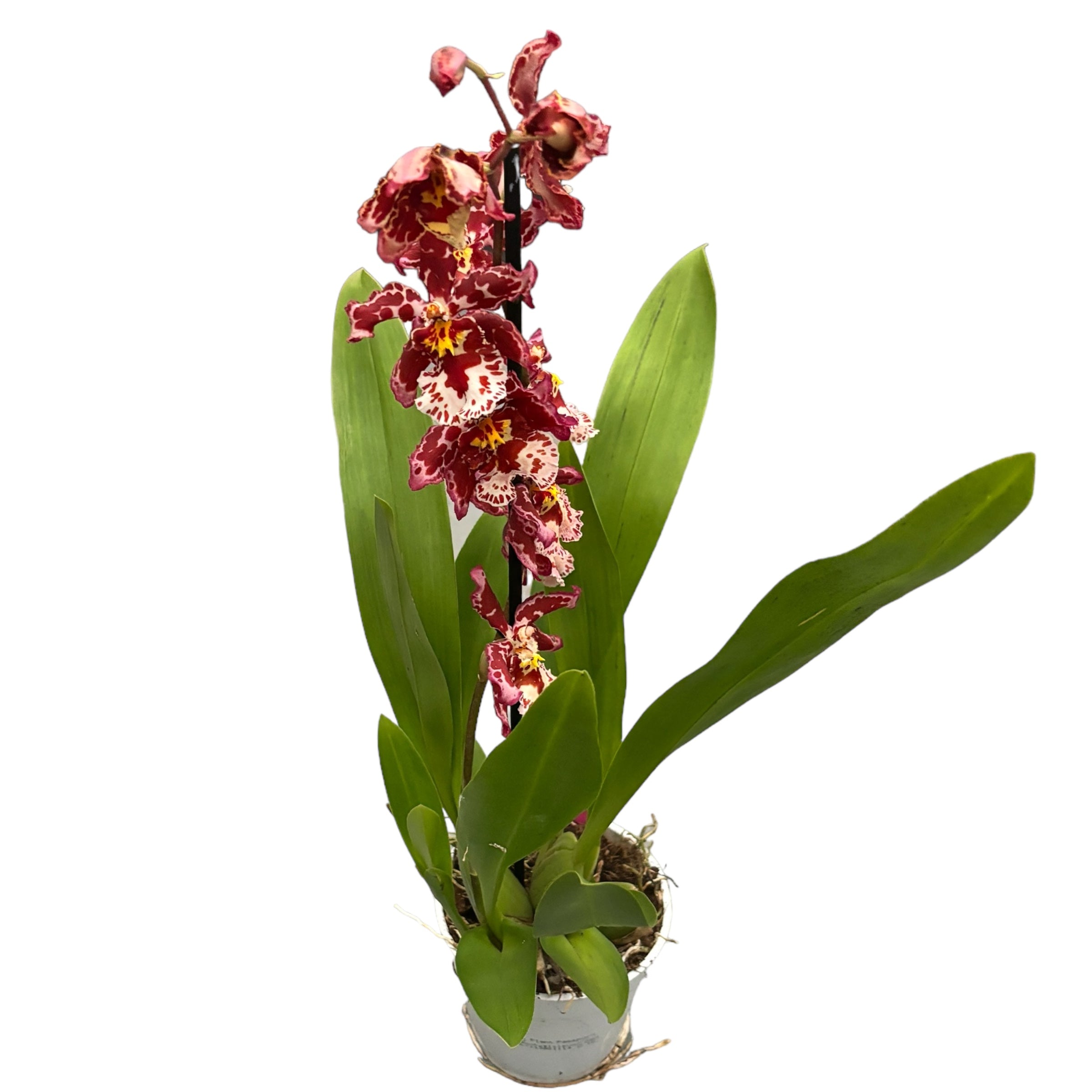 Wilsonara Ruusutarha