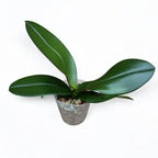 Phalaenopsis Fangmei Pretty Golden '319'