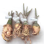 Adenium obesum 'Golden Years'