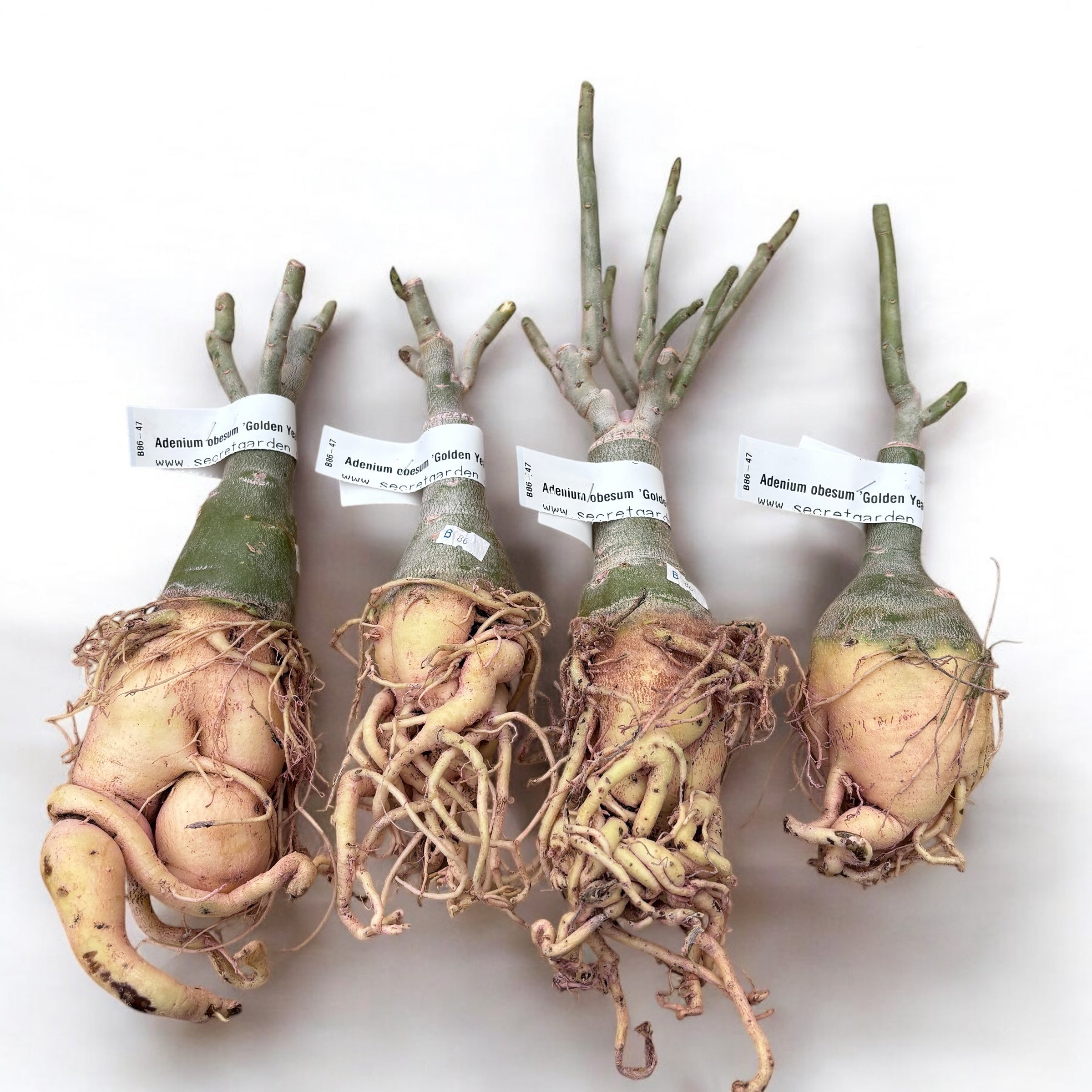 Adenium obesum 'Golden Years'
