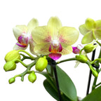 Phalaenopsis Bahamas