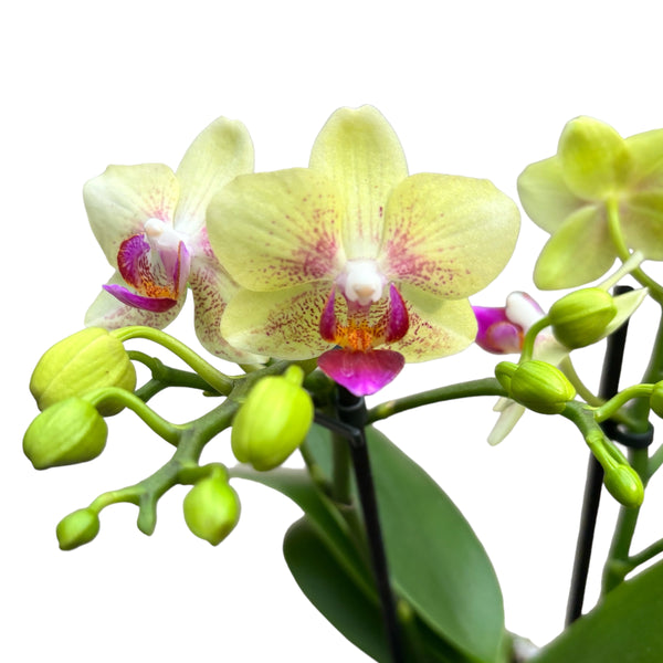 Bahamas Phalaenopsis
