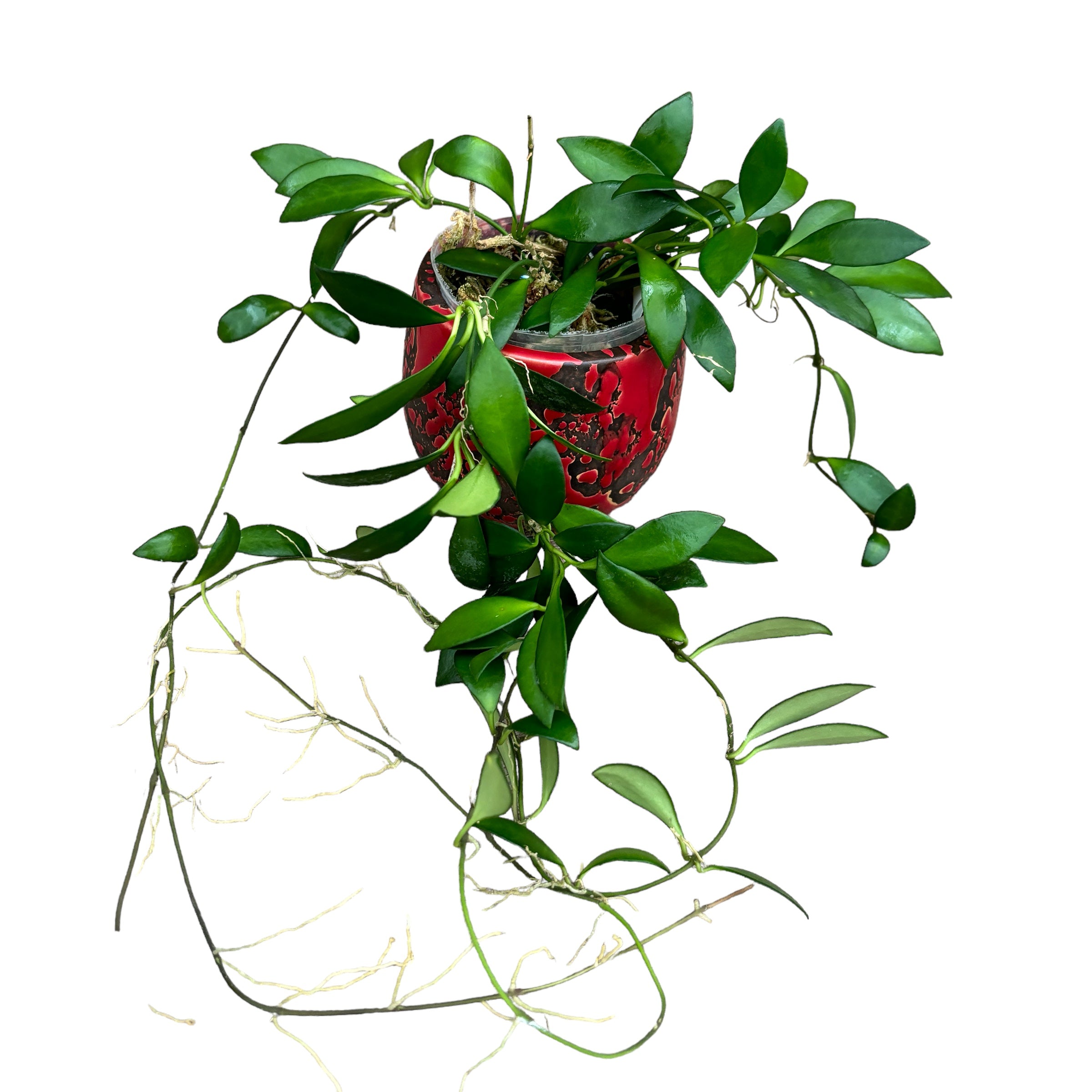 Hoya noona - exemplare dezvoltate