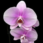 Phalaenopsis Sofia (XL cvetovi)