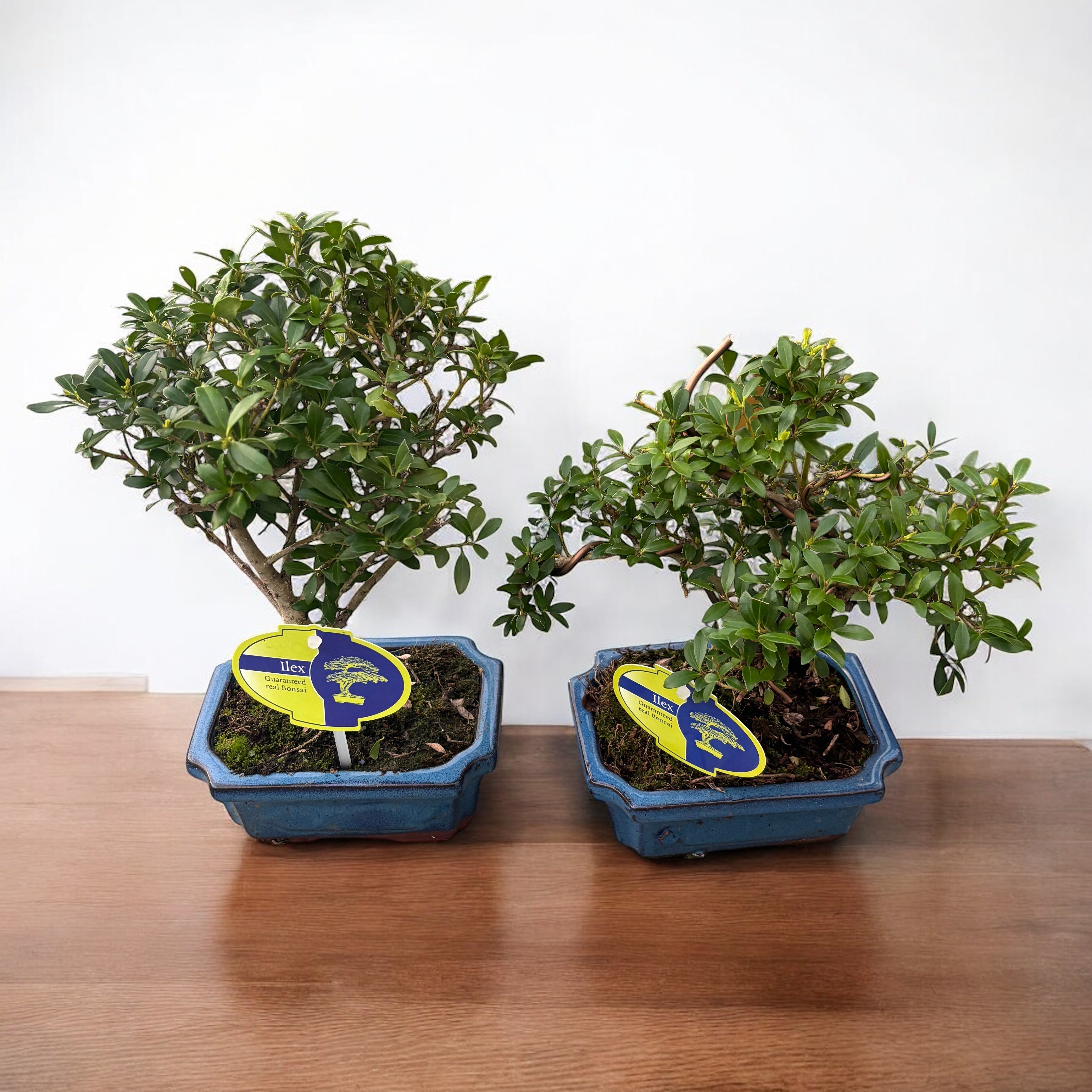 Bonsai Ilex – Secret Garden Plant Shop