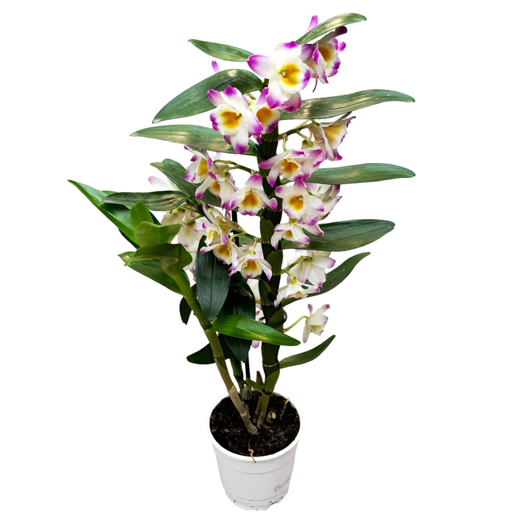 Dendrobium 'Bright Eye' - pachnące kwiaty