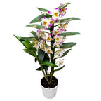 Dendrobium 'Bright Eye' - flori parfumate